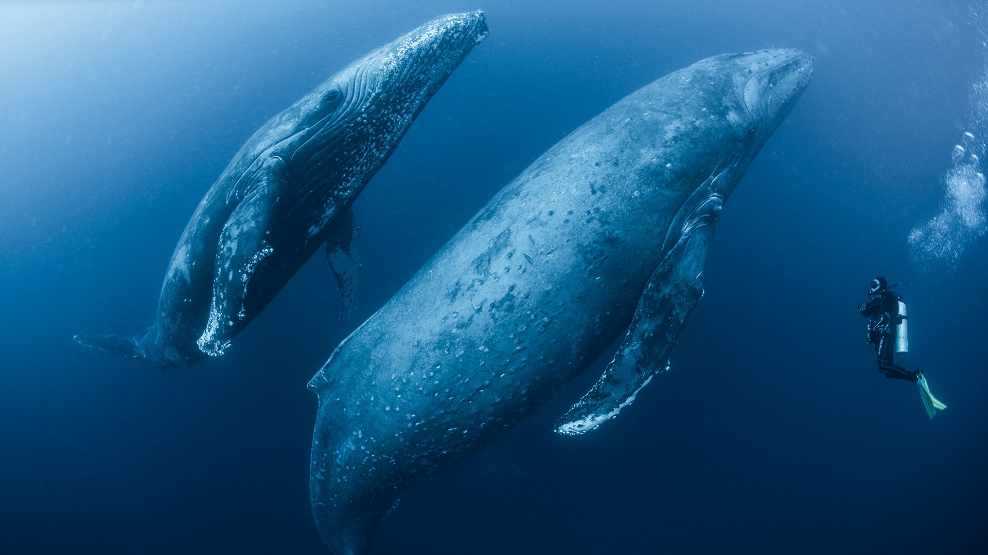 get whales and dolphins premium