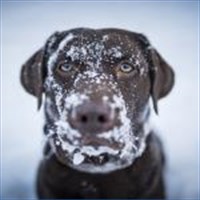 Get Dogs in Winter - Microsoft Store
