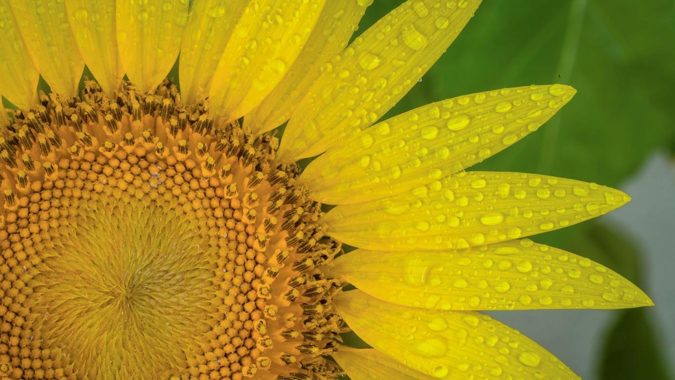 Sunflowers PREMIUM