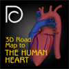 3D Road Map to the Human Heart