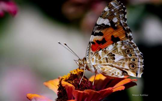Butterflies of Nagpur by Mayur Kotlikar screenshot 4