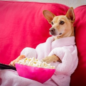 TV-Watching Chihuahua