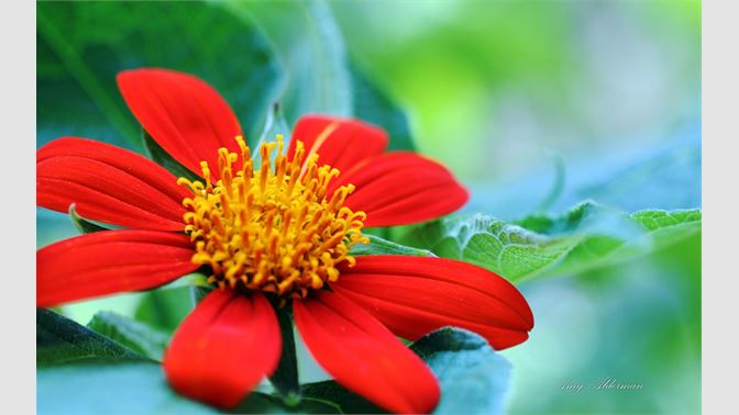 Get Austin Botanical Garden By Amy Alderman Microsoft Store