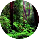 Amazon Rainforest Wallpaper New Tab icon