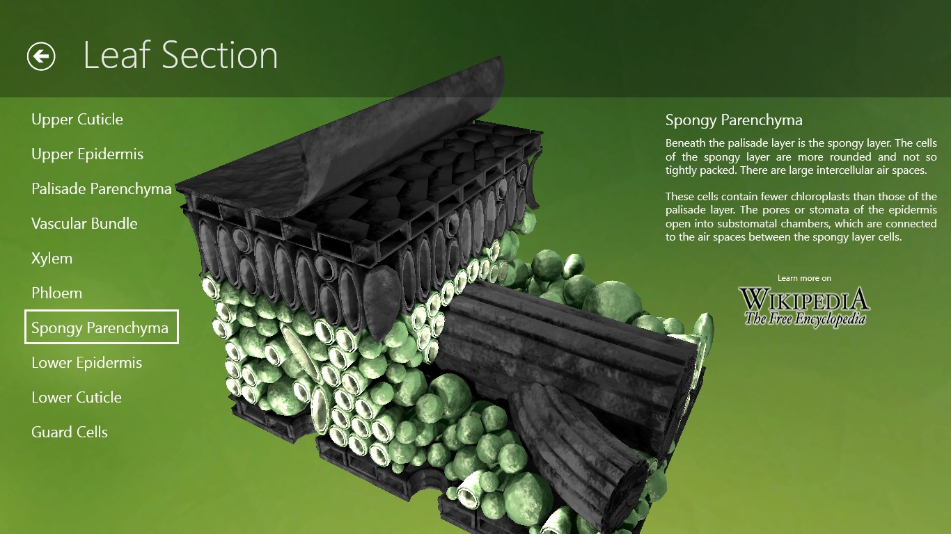 Leaf section interactive page