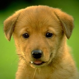 I Wanna Puppy