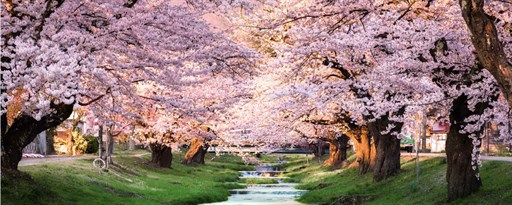 Cherry Blossom HD Wallpapers New Tab Theme marquee promo image