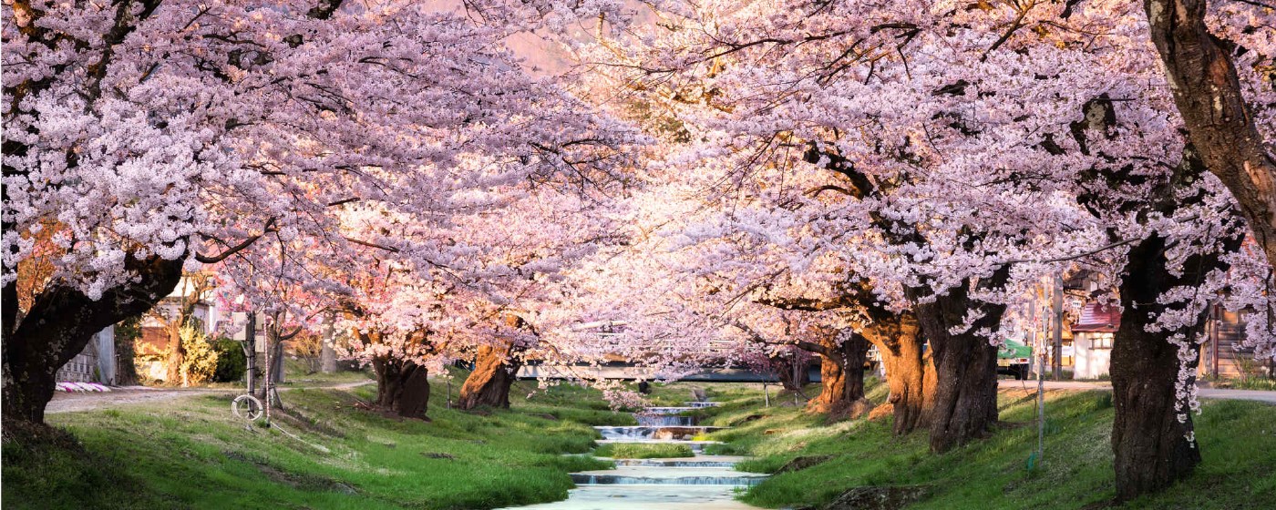 Cherry Blossom HD Wallpapers New Tab Theme