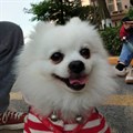 非常awesome的简单主题