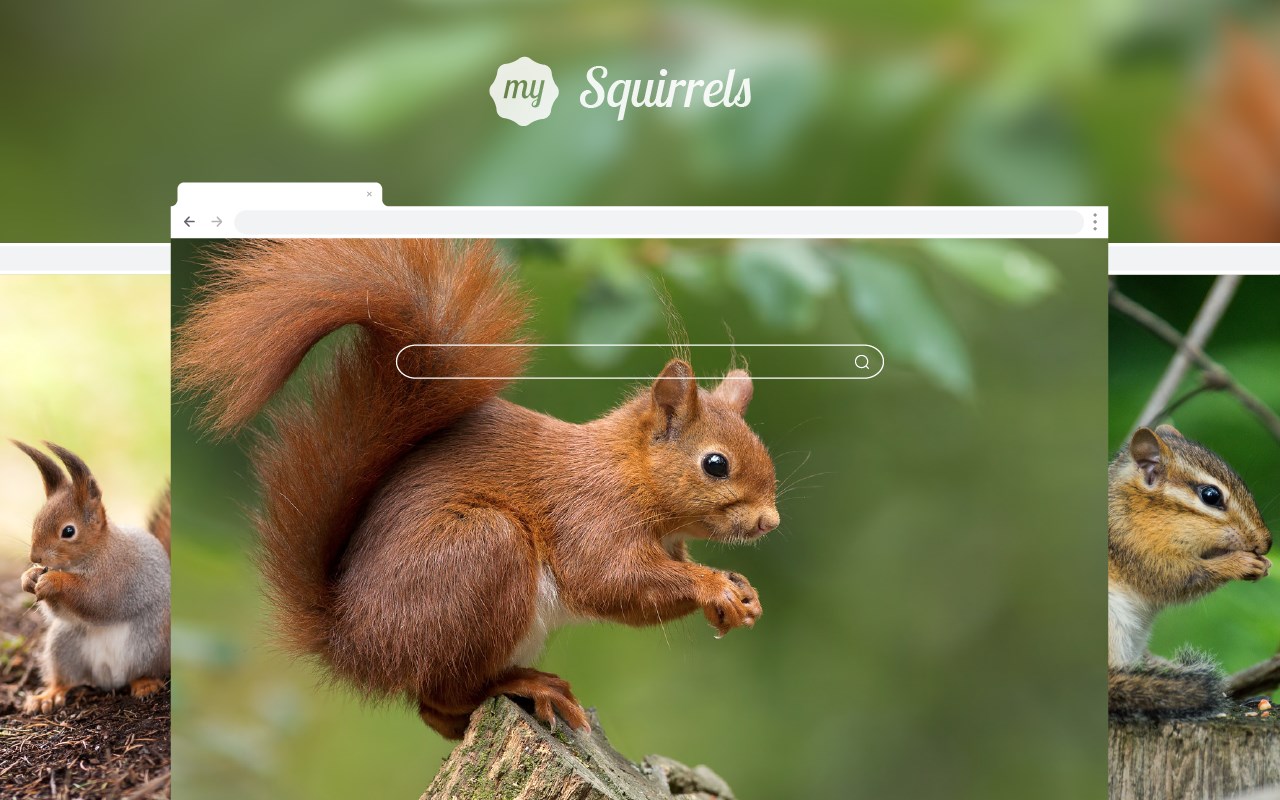My Squirrels - Cute Squirrel HD Wallpapers