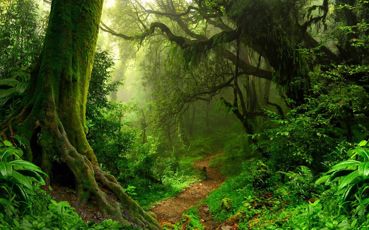 #4. Forest for the Trees (Windows) Podle: Microsoft Corporation