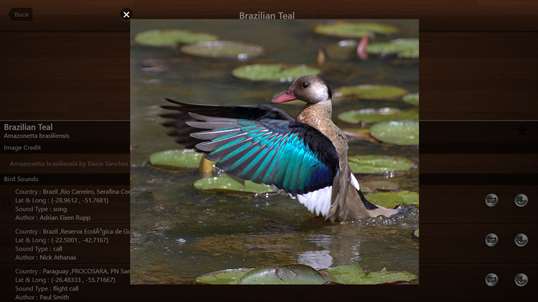 Bird Calls - Free : 4500+ Bird Sounds, Bird Songs, Bird Identification & Bird Guide screenshot 6