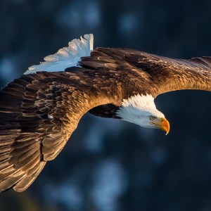 Eagles HD Wallpaper New Tab Theme icon