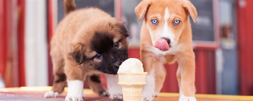 My Dogs HD Wallpaper Cute Dog Puppy New Tab marquee promo image