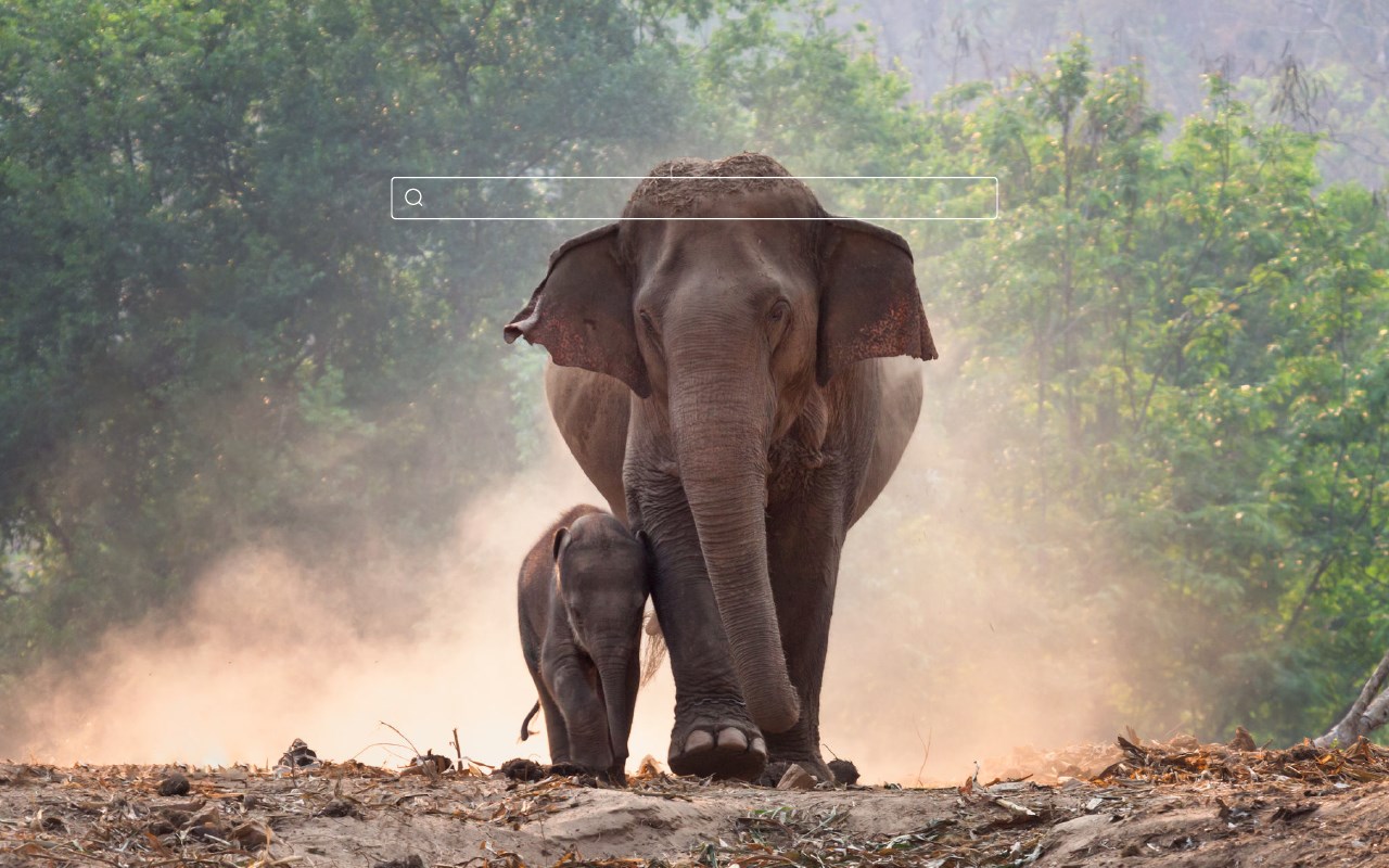 Elephant HD Wallpaper New Tab Theme