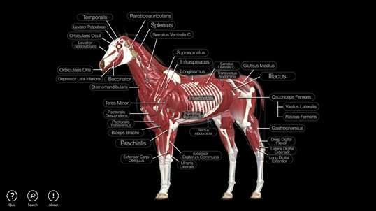 Horse Anatomy: Equine 3D screenshot 4