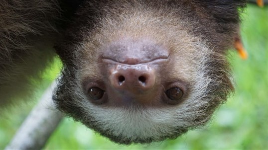 Sloths PREMIUM screenshot