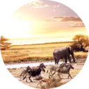 Africa Wallpaper New Tab icon