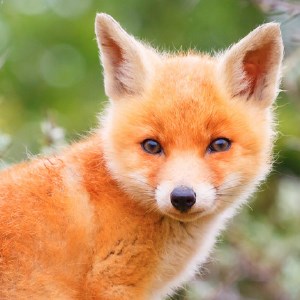 My Fox - Cute Foxes HD Wallpapers