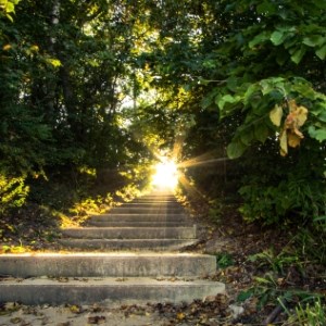 Sunrise on Forest Stairs