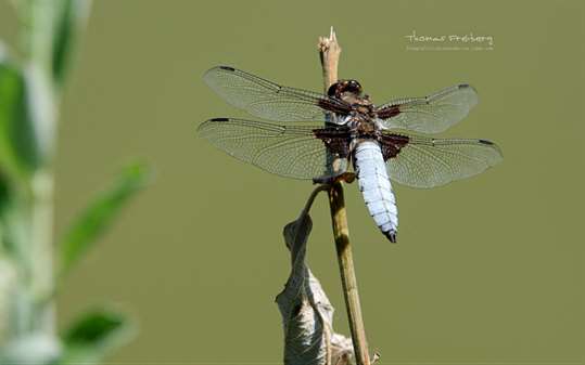Dragonflies by Thomas Freiberg screenshot 2