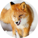 Fox Wallpaper New Tab icon