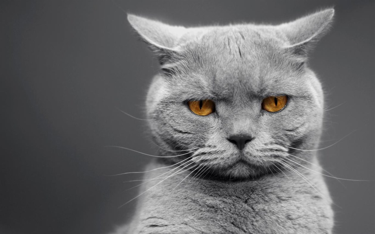 #4. Cat Expressions (Windows) 由: Microsoft Corporation