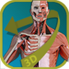 Visual Anatomy - Human Body