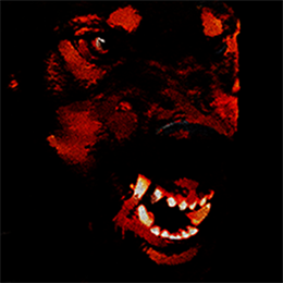 Aperçu Canine