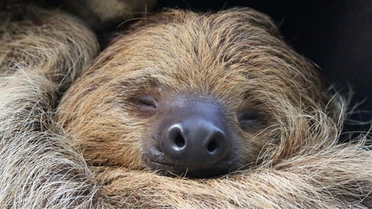 Sloths PREMIUM screenshot