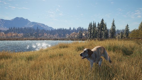 theHunter: Call of the Wild™ - Labrador Retriever