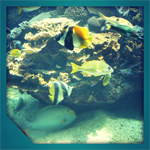 Aquarium Live View