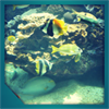 Aquarium Live View