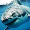 Aquarium - Shark Tank