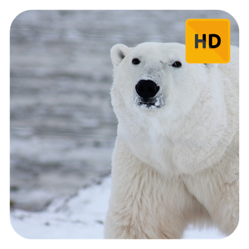 Polar Bears Wallpaper HD New Tab Theme