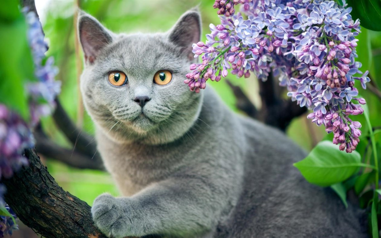 #4. Springtime Animals (Windows) Podle: Microsoft Corporation