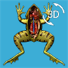 Visual Anatomy - Frog