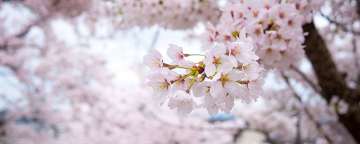 Cherry Blossom Wallpaper New Tab marquee promo image