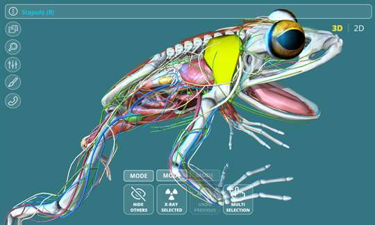 Visual Anatomy - Frog screenshot 1