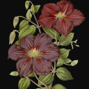 Fourteen Flower Wallpaper New Tab icon