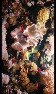 Aquarium Videos 3D screenshot 6