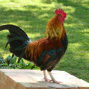 Gamechicken Wallpaper New Tab icon