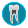 Dental Corpus Anatomy