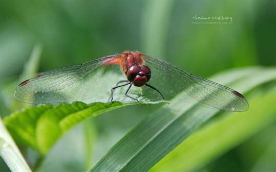 Dragonflies by Thomas Freiberg screenshot 1