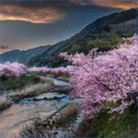 Cherry Blossoms を入手 Microsoft Store Ja Jp