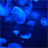 Jellyfish HD Live Wallpaper icon