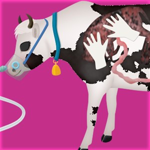 cow pregnancy surgery