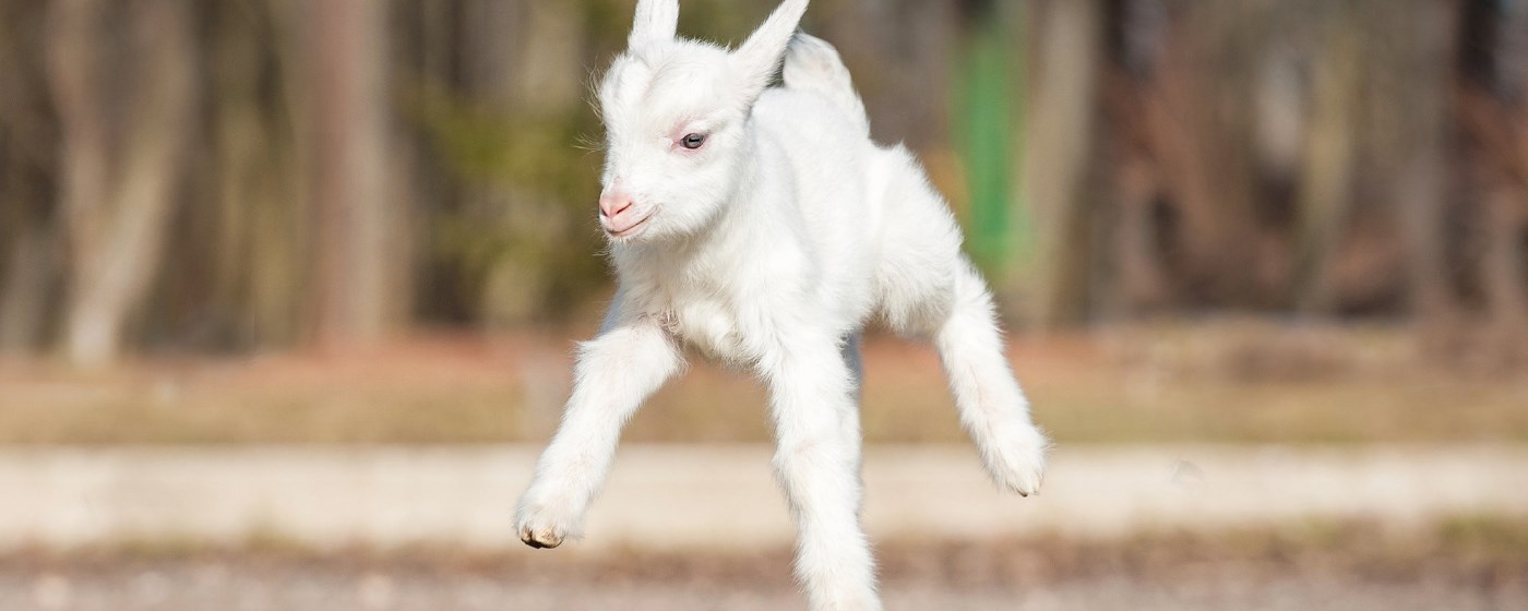Funny Goats HD Wallpapers New Tab Theme marquee promo image