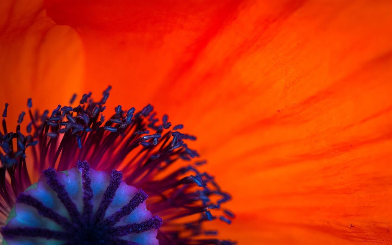 #2. Field of Poppies (Windows) Podle: Microsoft Corporation