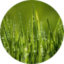 Grass Wallpaper New Tab icon
